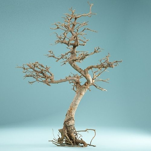 RAW SCAN Dead Bonsai Tree High Poly 09 3D model