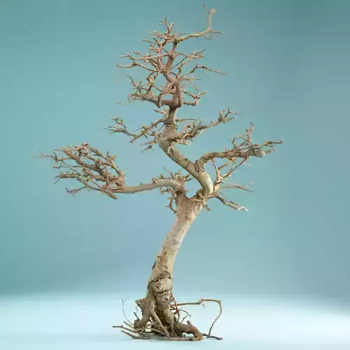 RAW SCAN Dead Bonsai Tree High Poly 09 3D model