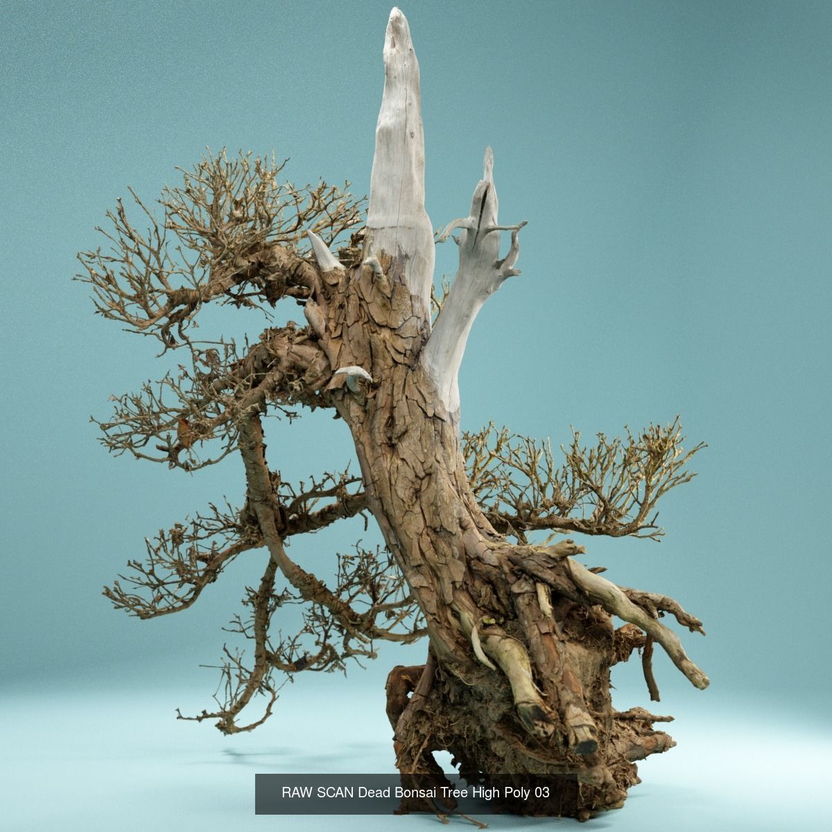 9 RAW SCAN Dead Bonsai Tree High Poly 3D Model Collection_7