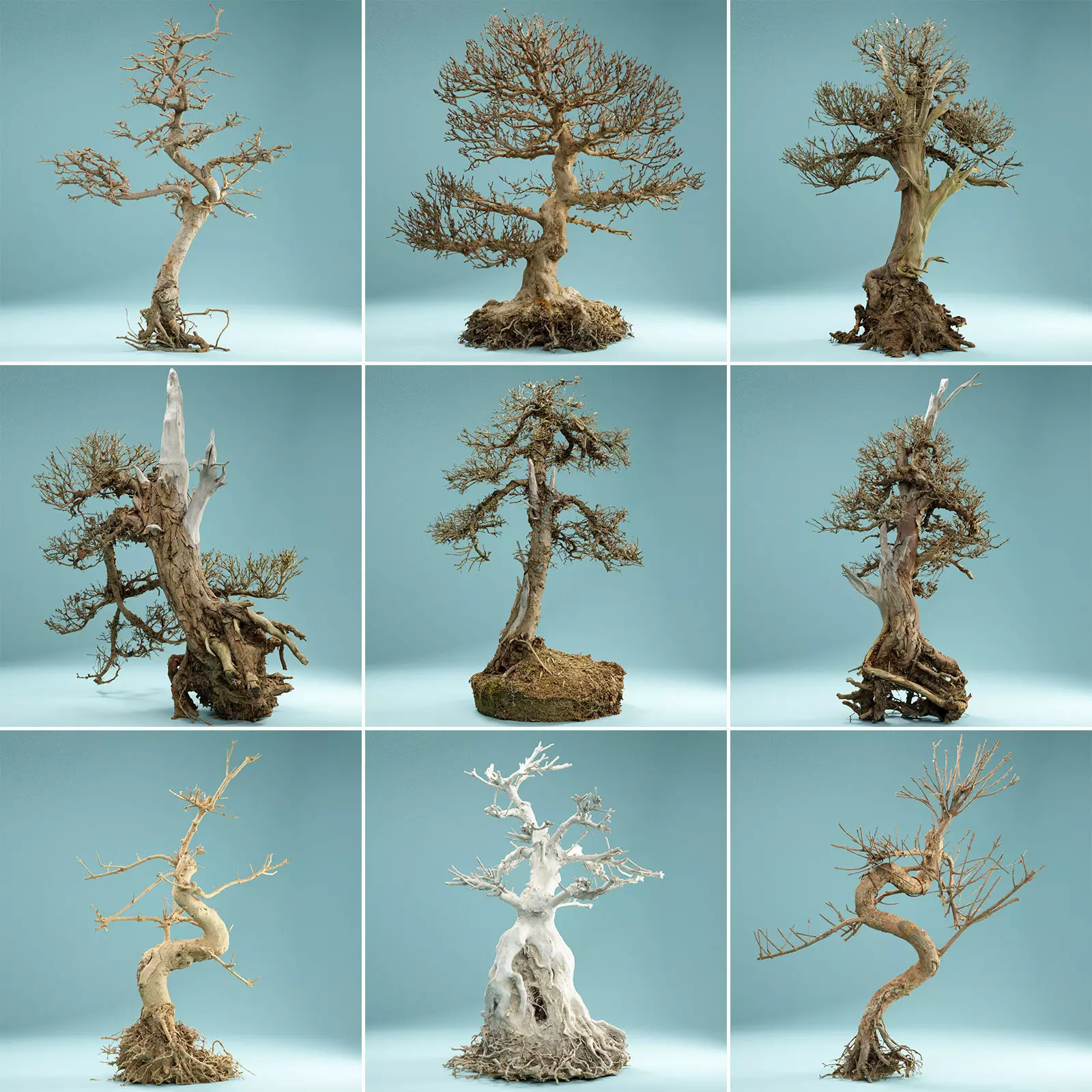 9 RAW SCAN Dead Bonsai Tree High Poly 3D Model Collection_0