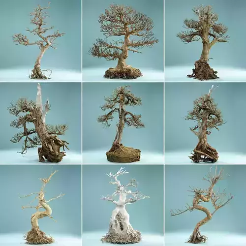 9 RAW SCAN Dead Bonsai Tree High Poly  3D Model Collection