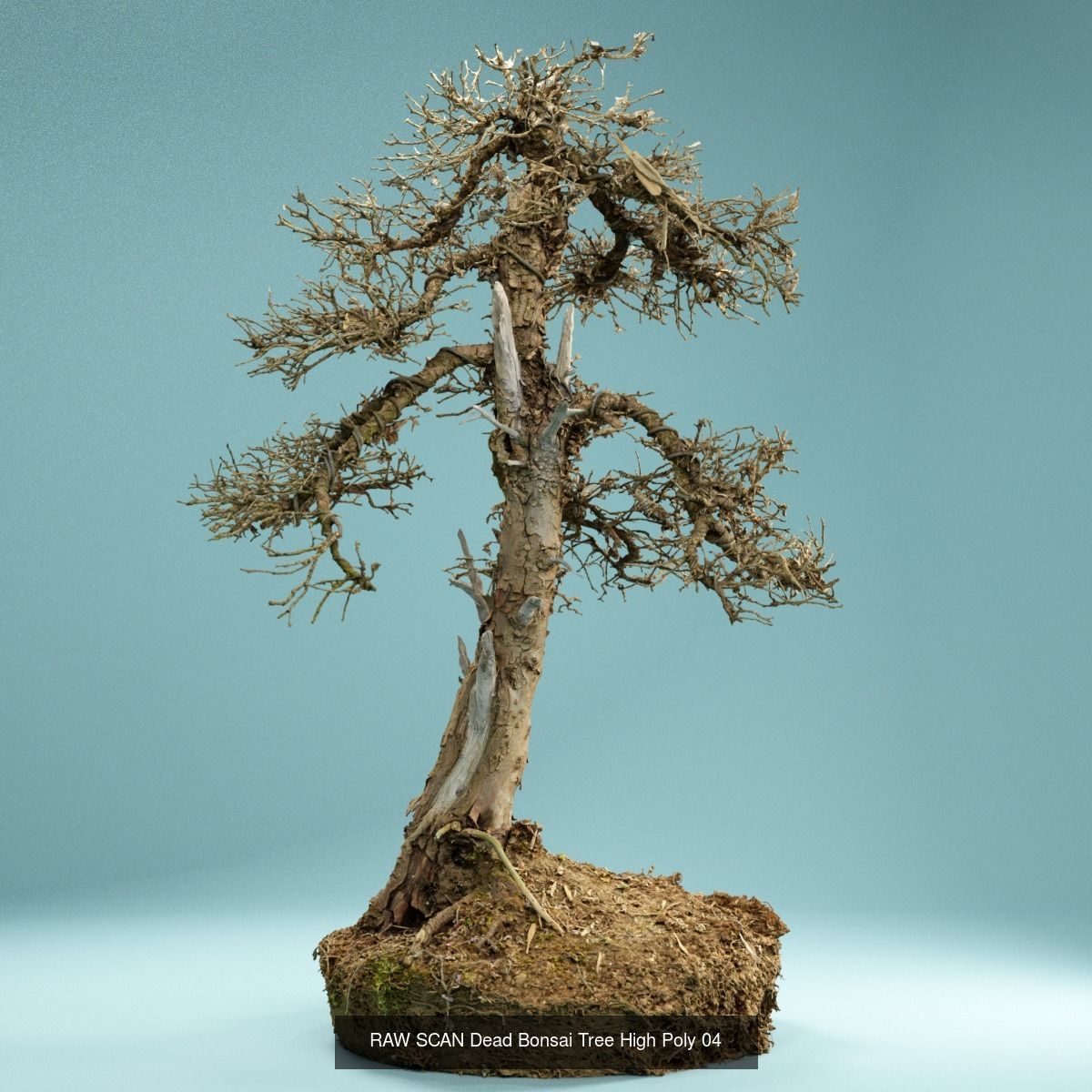 9 RAW SCAN Dead Bonsai Tree High Poly 3D Model Collection_9