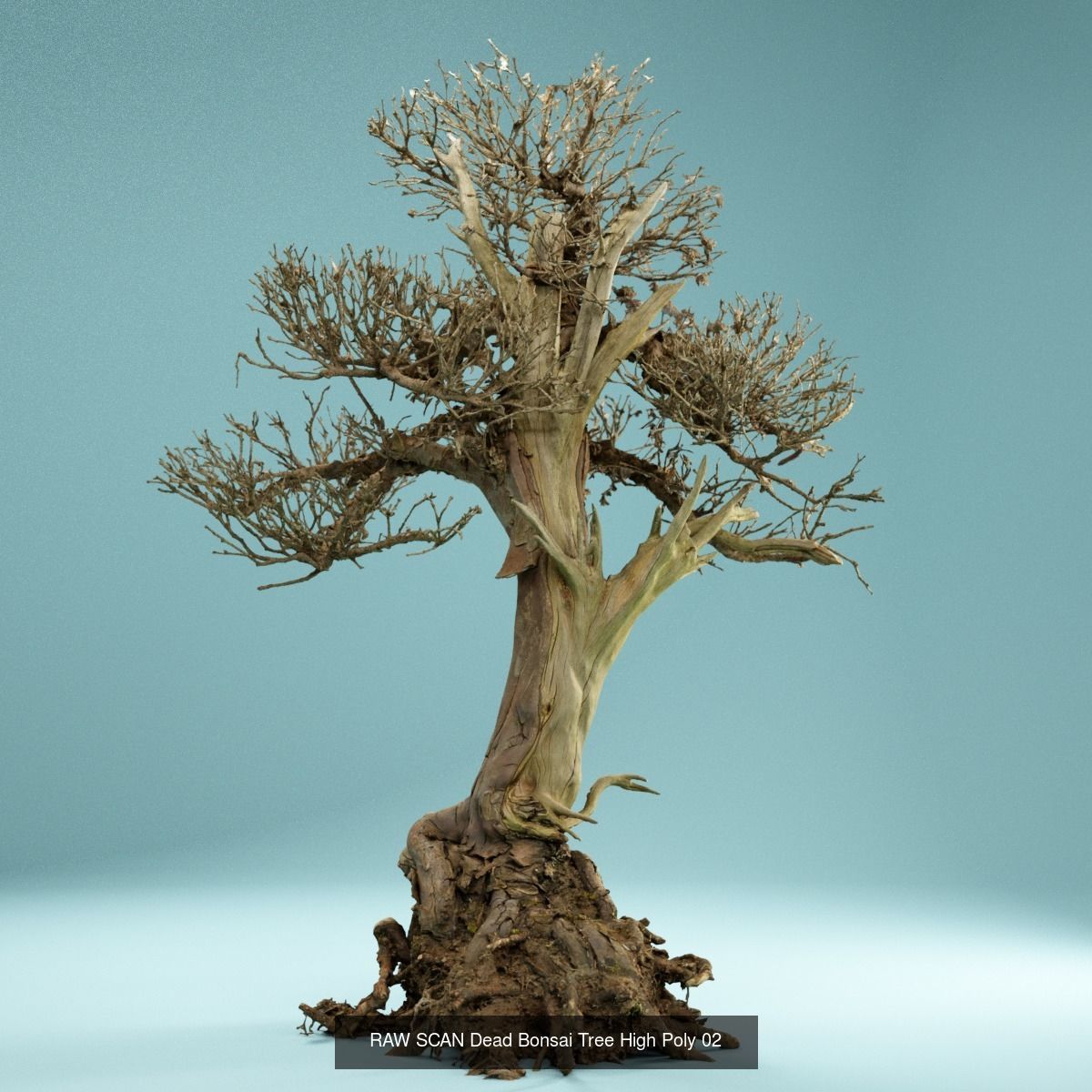 9 RAW SCAN Dead Bonsai Tree High Poly 3D Model Collection_5