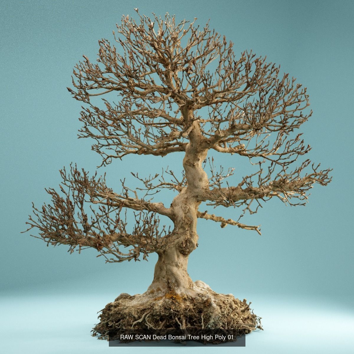 9 RAW SCAN Dead Bonsai Tree High Poly 3D Model Collection_3