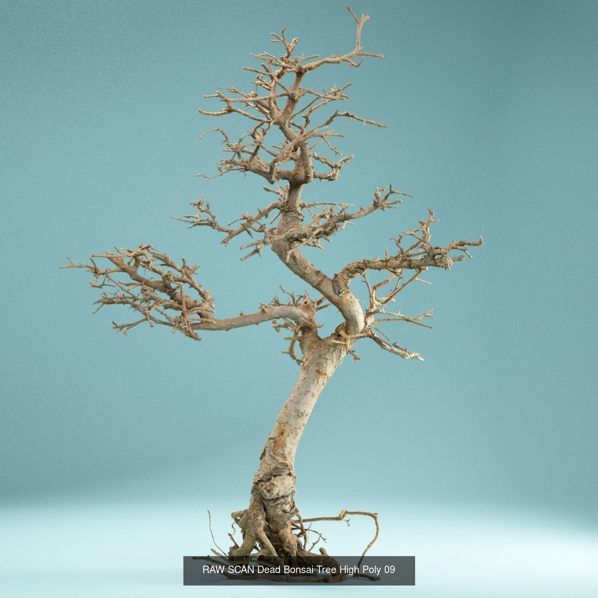 9 RAW SCAN Dead Bonsai Tree High Poly 3D Model Collection_19