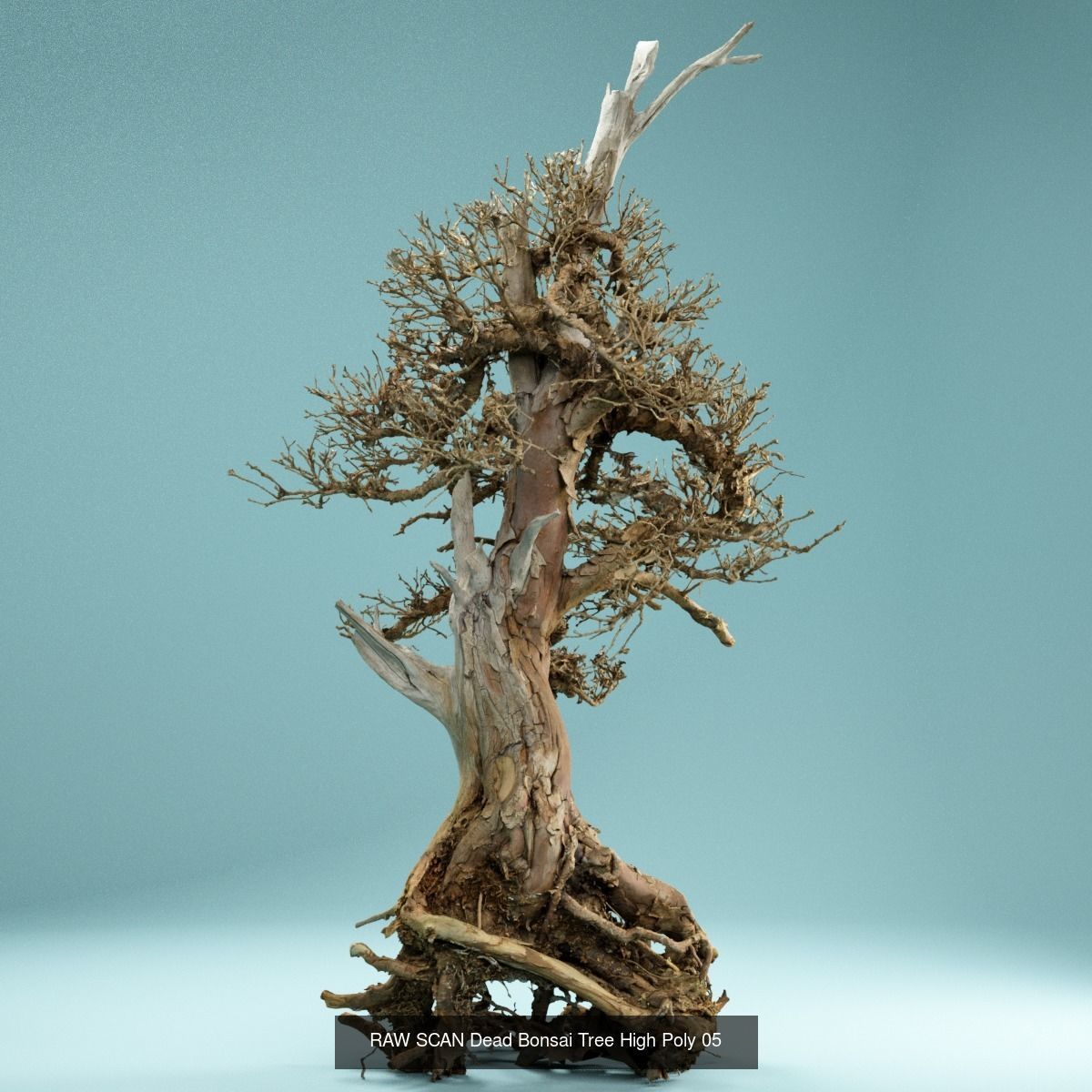 9 RAW SCAN Dead Bonsai Tree High Poly 3D Model Collection_11