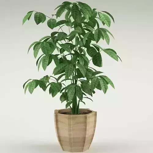 Plant 69