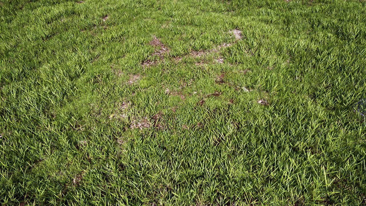 Realistic Grass 04 - UE4 Asset and FBX Files Low-poly 3D model_2