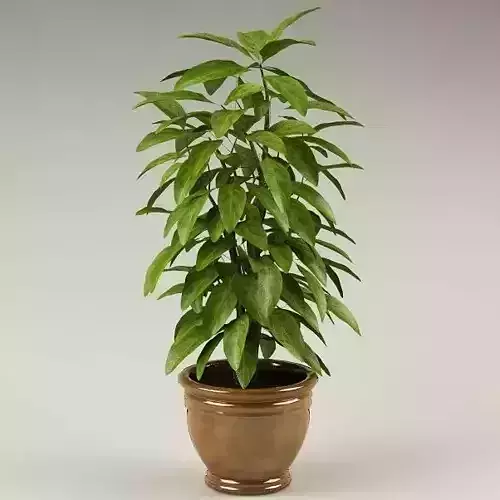 Plant 70