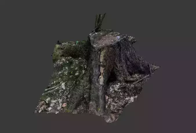 Real Trunk Stump 3D realtime photogrammetry 