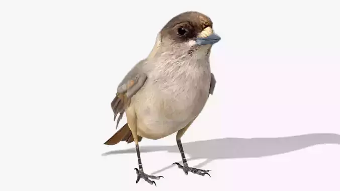 Siberian Jay 3D model