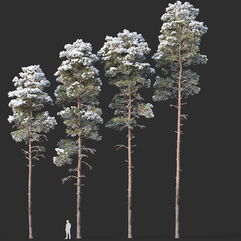 Pinus sylvestris Mega Collection Winter 12 models H10-27m 3D model_3
