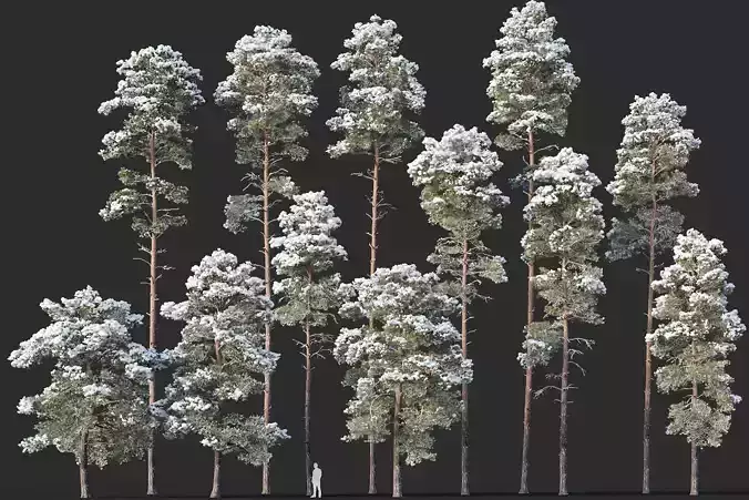 Pinus sylvestris Mega Collection Winter 12 models H10-27m 3D model