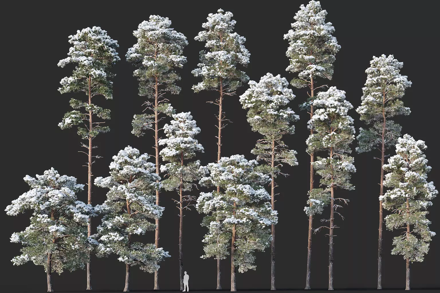 Pinus sylvestris Mega Collection Winter 12 models H10-27m 3D model_0