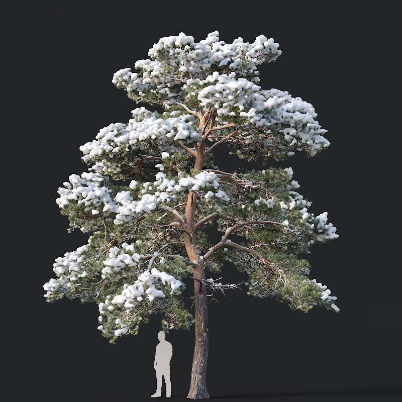 Pinus sylvestris Mega Collection Winter 12 models H10-27m 3D model_4