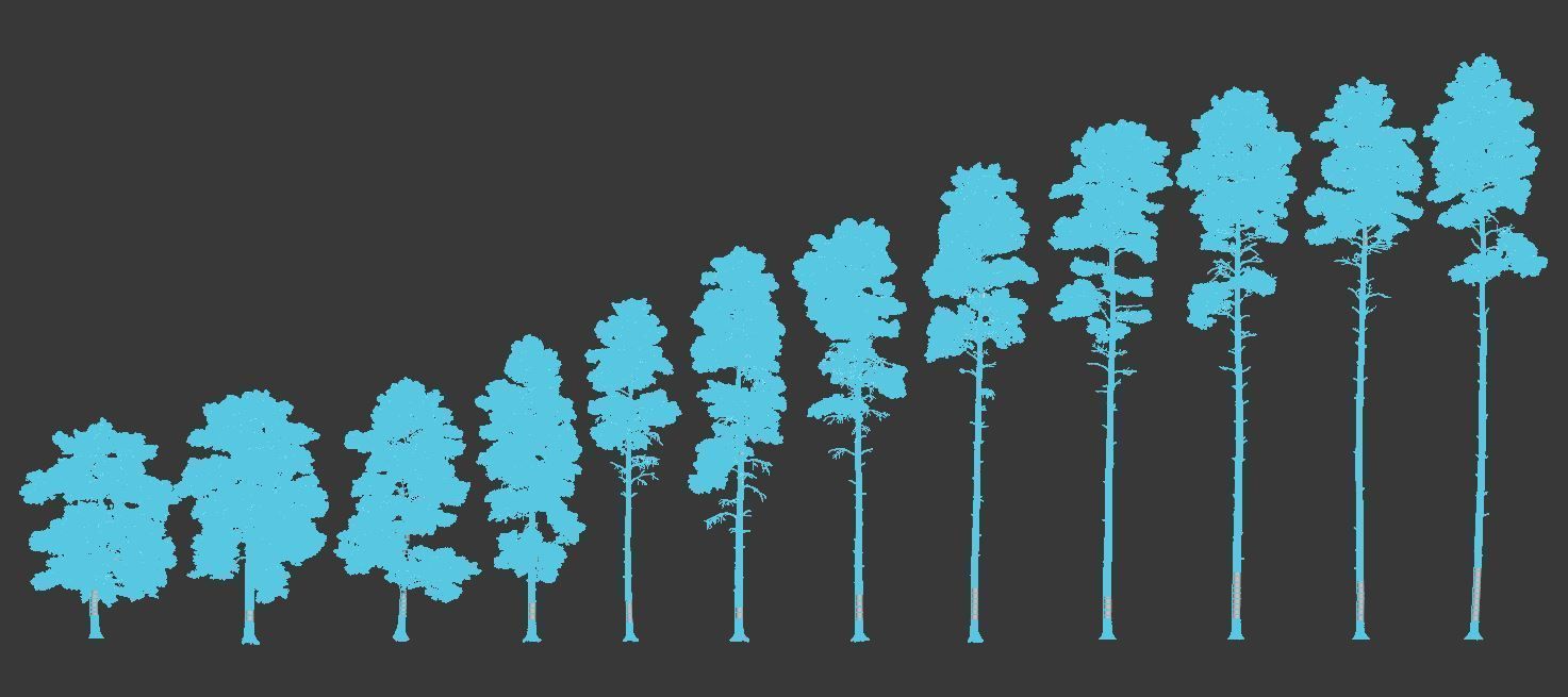 Pinus sylvestris Mega Collection Winter 12 models H10-27m 3D model_8
