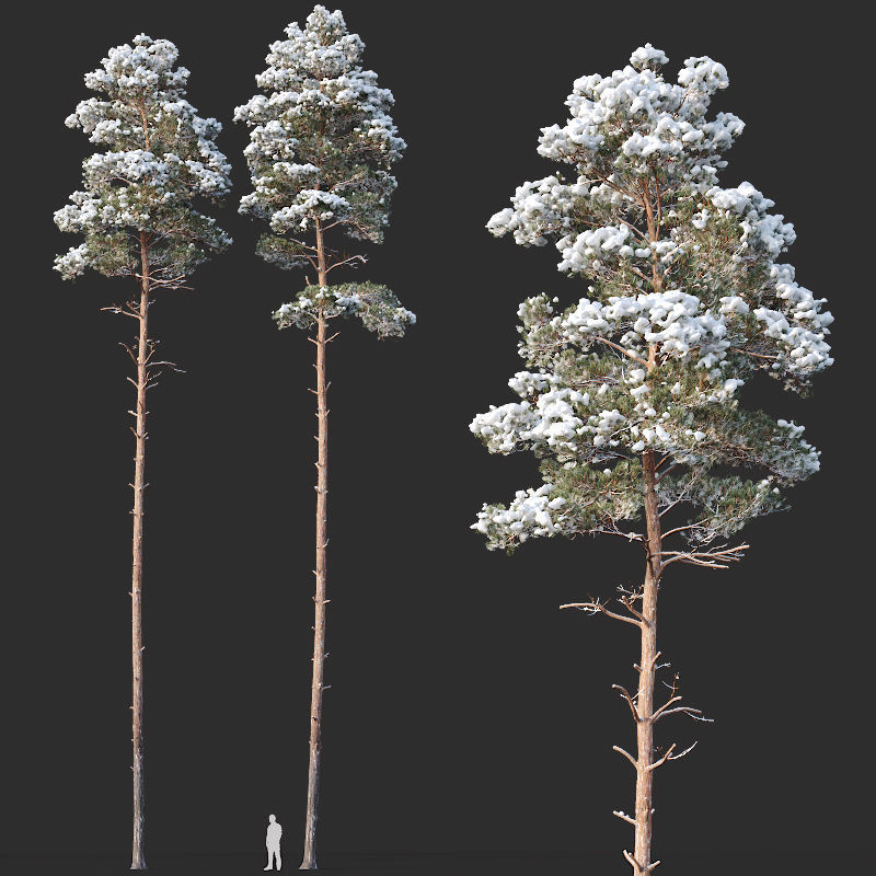 Pinus sylvestris Mega Collection Winter 12 models H10-27m 3D model_5