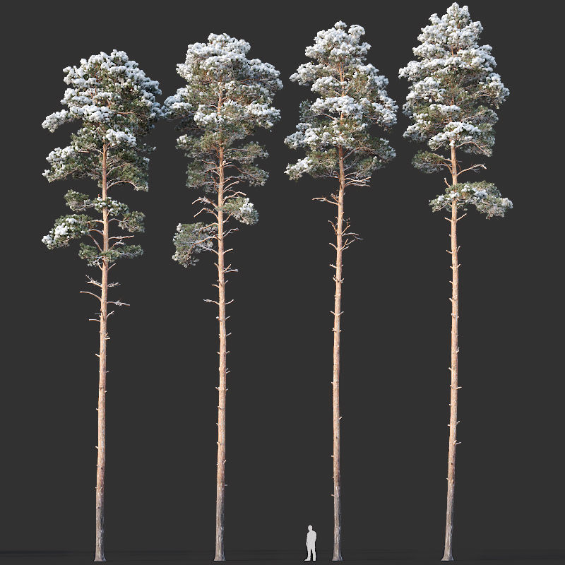Pinus sylvestris Mega Collection Winter 12 models H10-27m 3D model_2