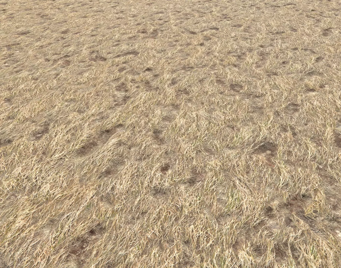 Dry grass field PBR Texture_0