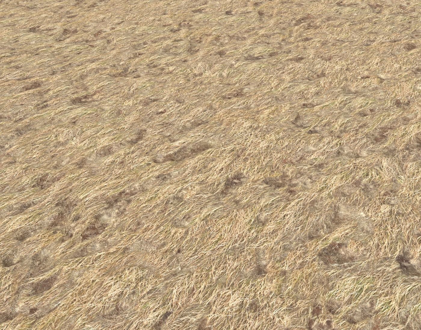 Dry grass field PBR Texture_3
