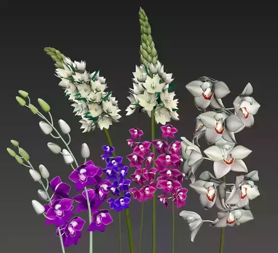 Flowers orchids - orchids