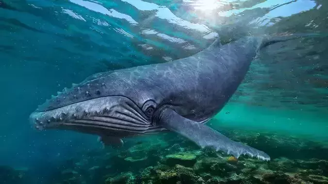 Humpback whale Low-poly 3D model