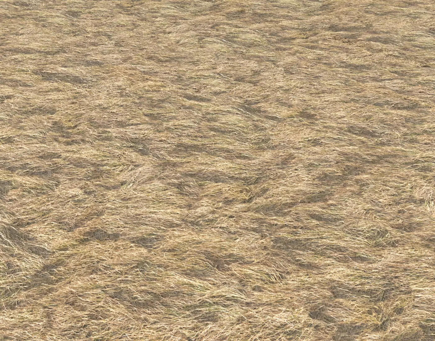 Dry grass field 2 PBR Texture_0