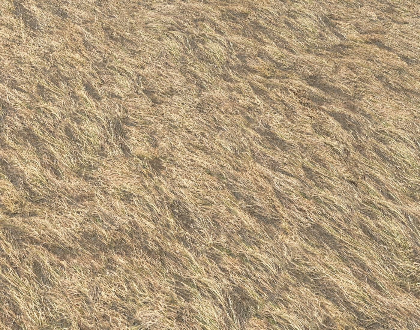 Dry grass field 2 PBR Texture_5
