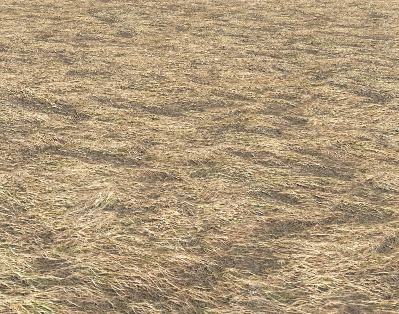 Dry grass field 2 PBR Texture_3
