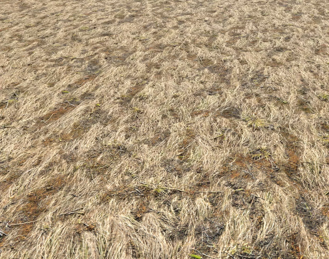 Dry grass field 3 PBR Texture