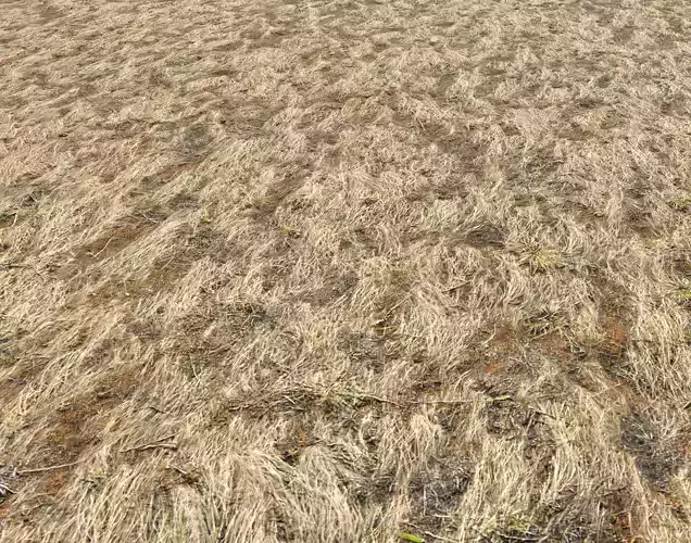 Dry grass field 3 PBR