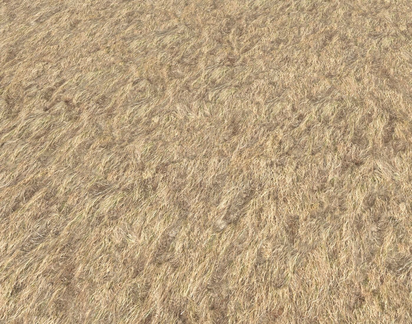 Dry grass field 4 PBR Texture_3