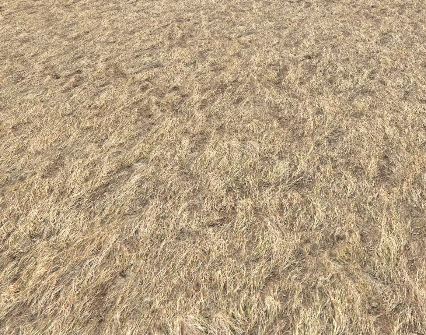 Dry grass field 4 PBR Texture_0