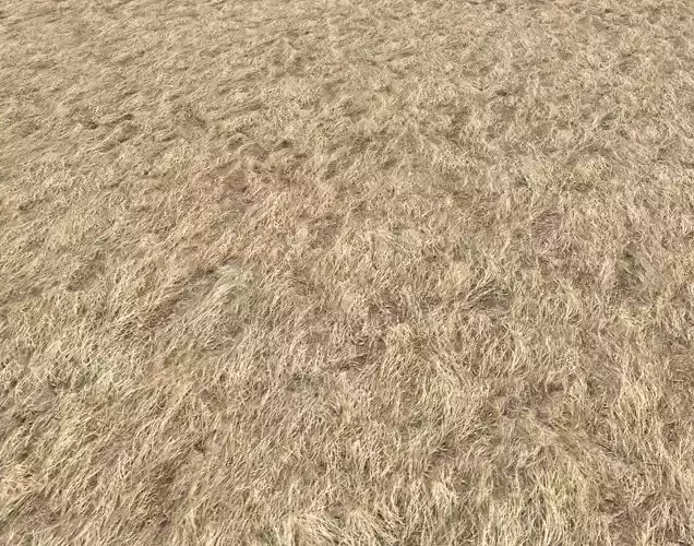 Dry grass field 4 PBR