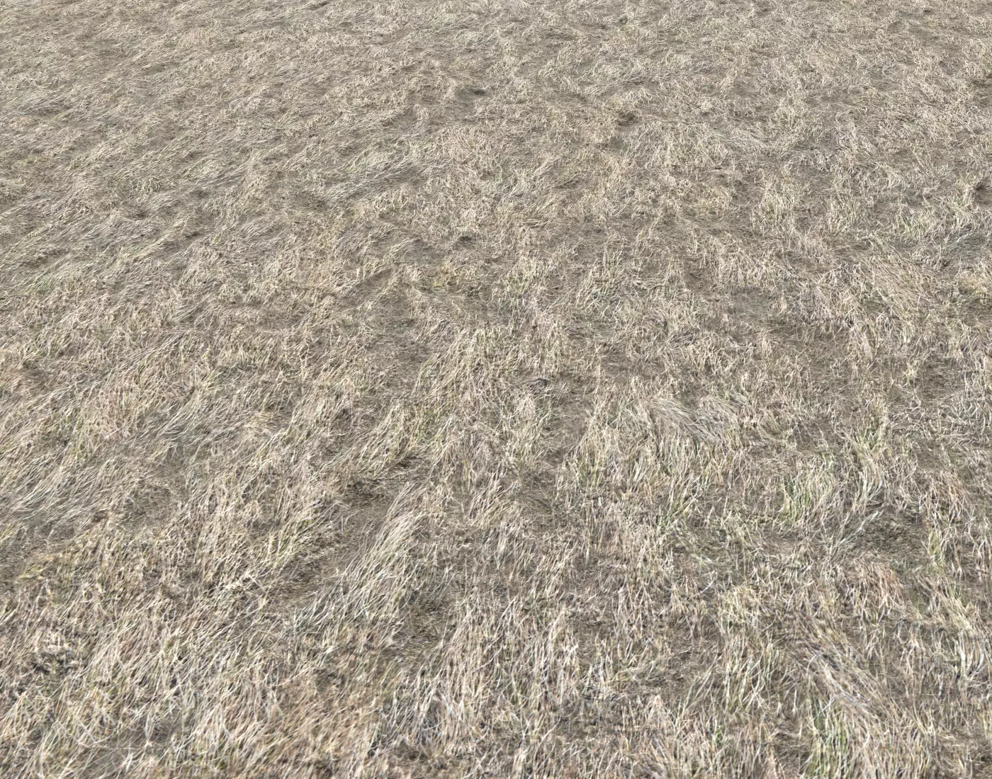 Dry grass field 6 PBR Texture