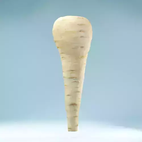 Parsnips root vegetable