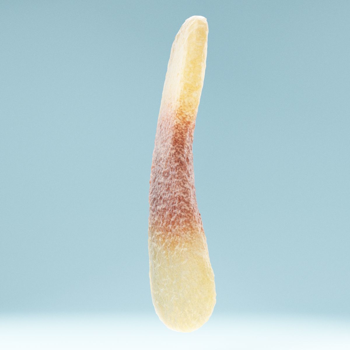 Cola Tongue Low-poly 3D model_4