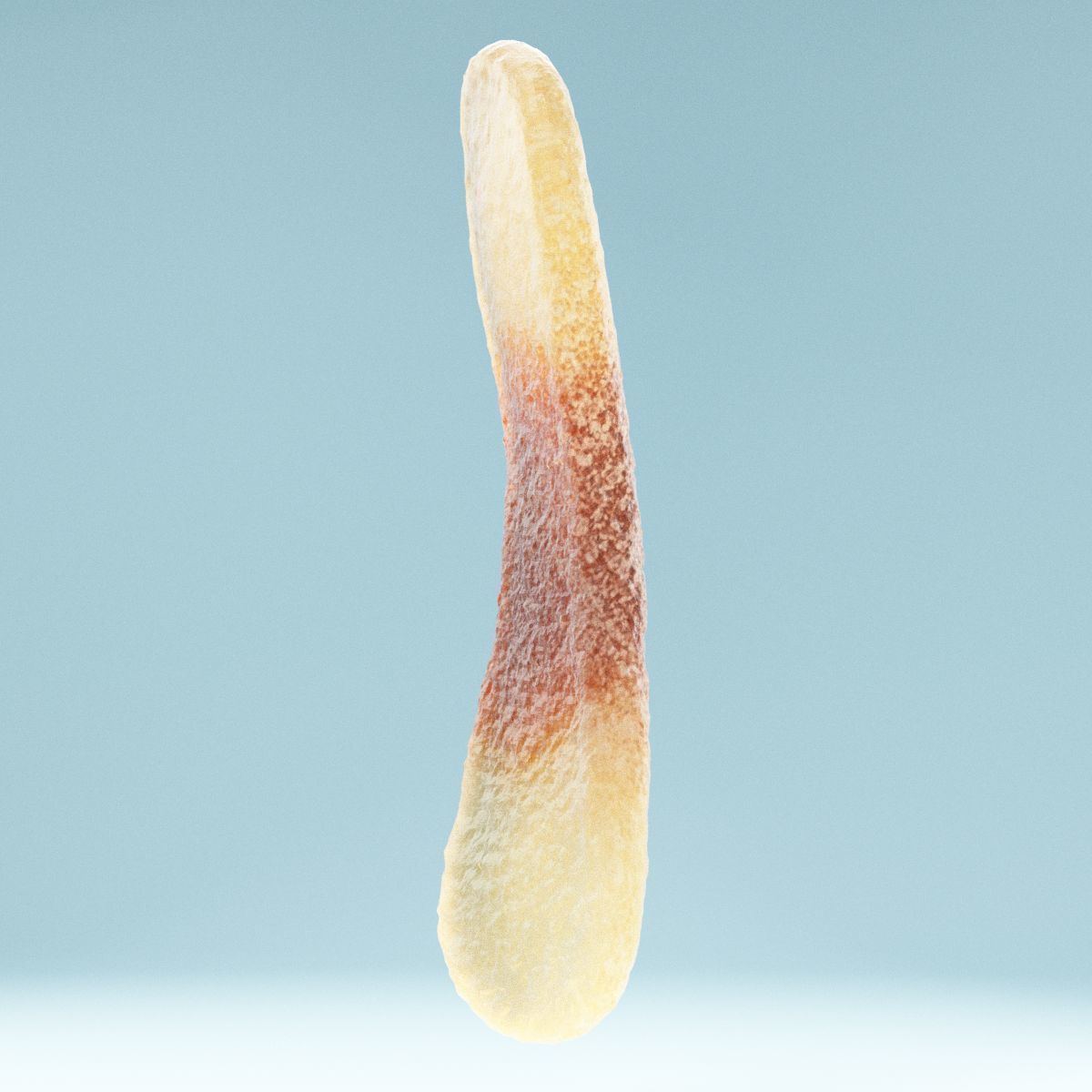 Cola Tongue Low-poly 3D model_10