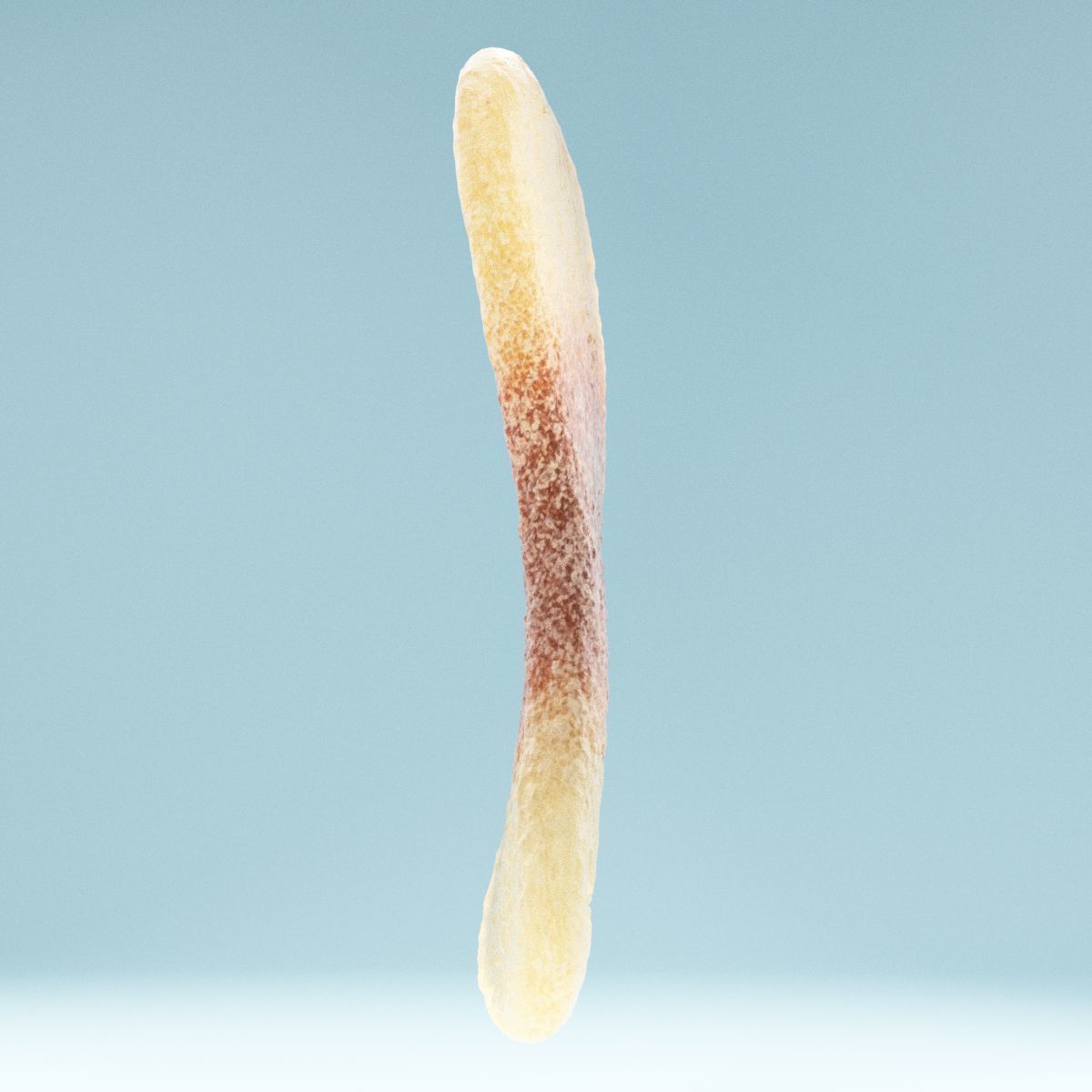 Cola Tongue Low-poly 3D model_9