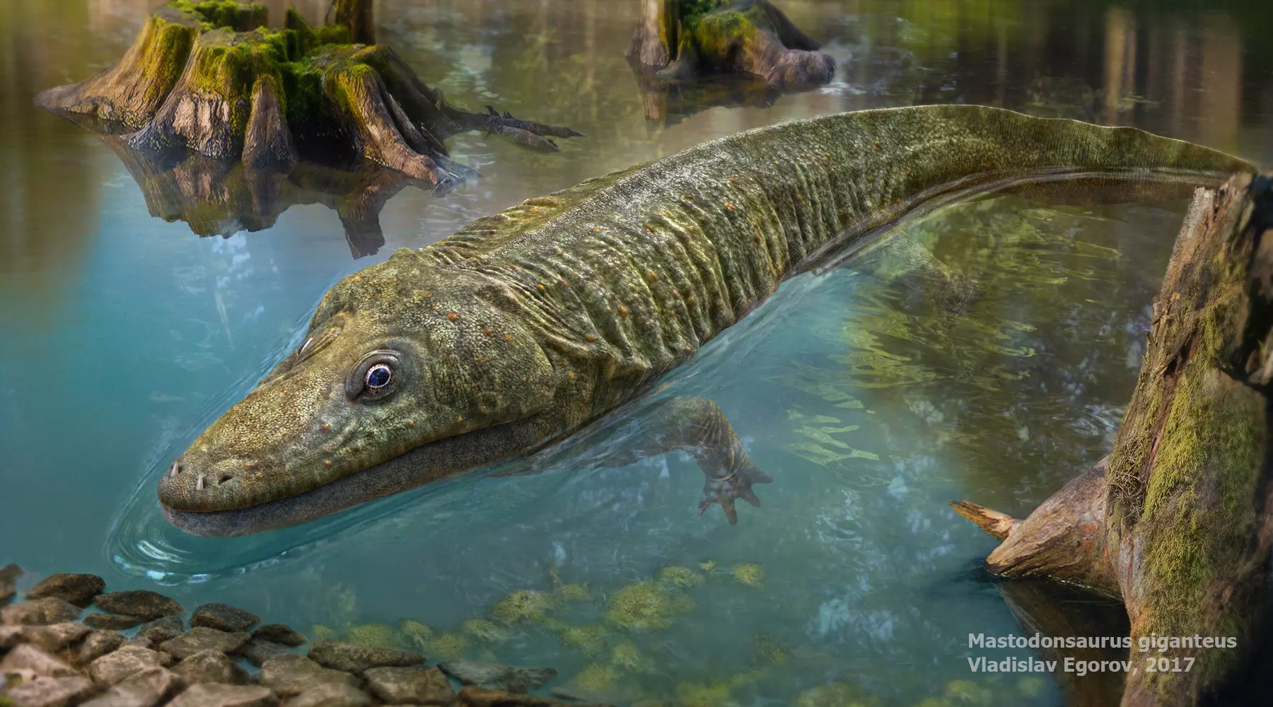 Mastodonsaurus giganteus 3D model_0