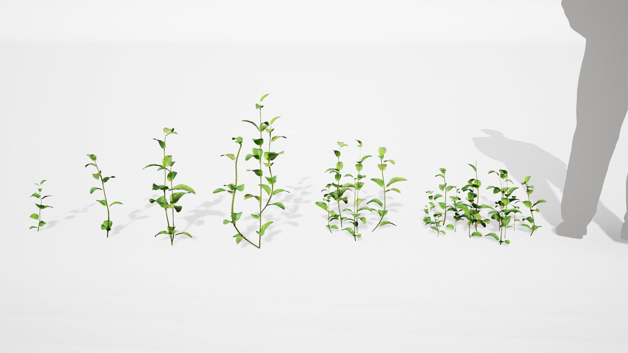 Realistic Plants 07 - UE4 Asset and FBX Files Low-poly 3D model_1