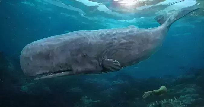 Physeter macrocephalus