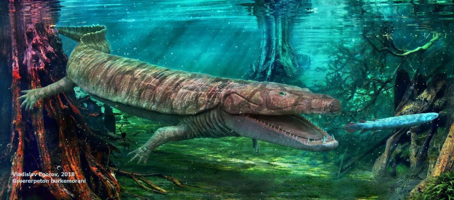 Greererpeton burkemorani Low-poly 3D model_0