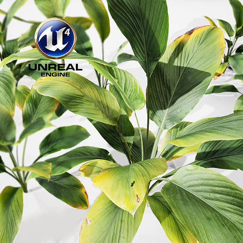 Realistic Plants 17 - UE4 Asset and FBX Files Low-poly 3D model