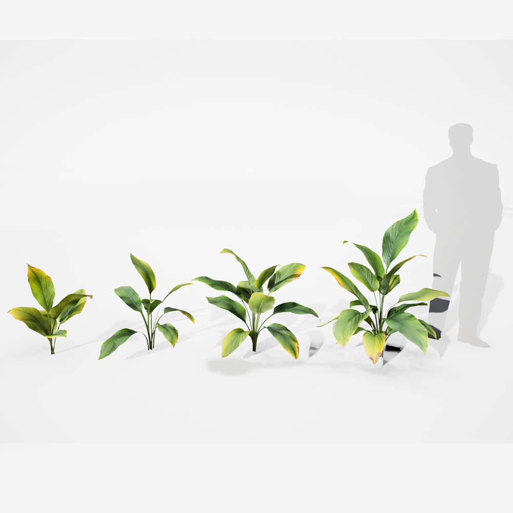 Realistic Plants 17 - UE4 Asset and FBX Files Low-poly 3D model_2