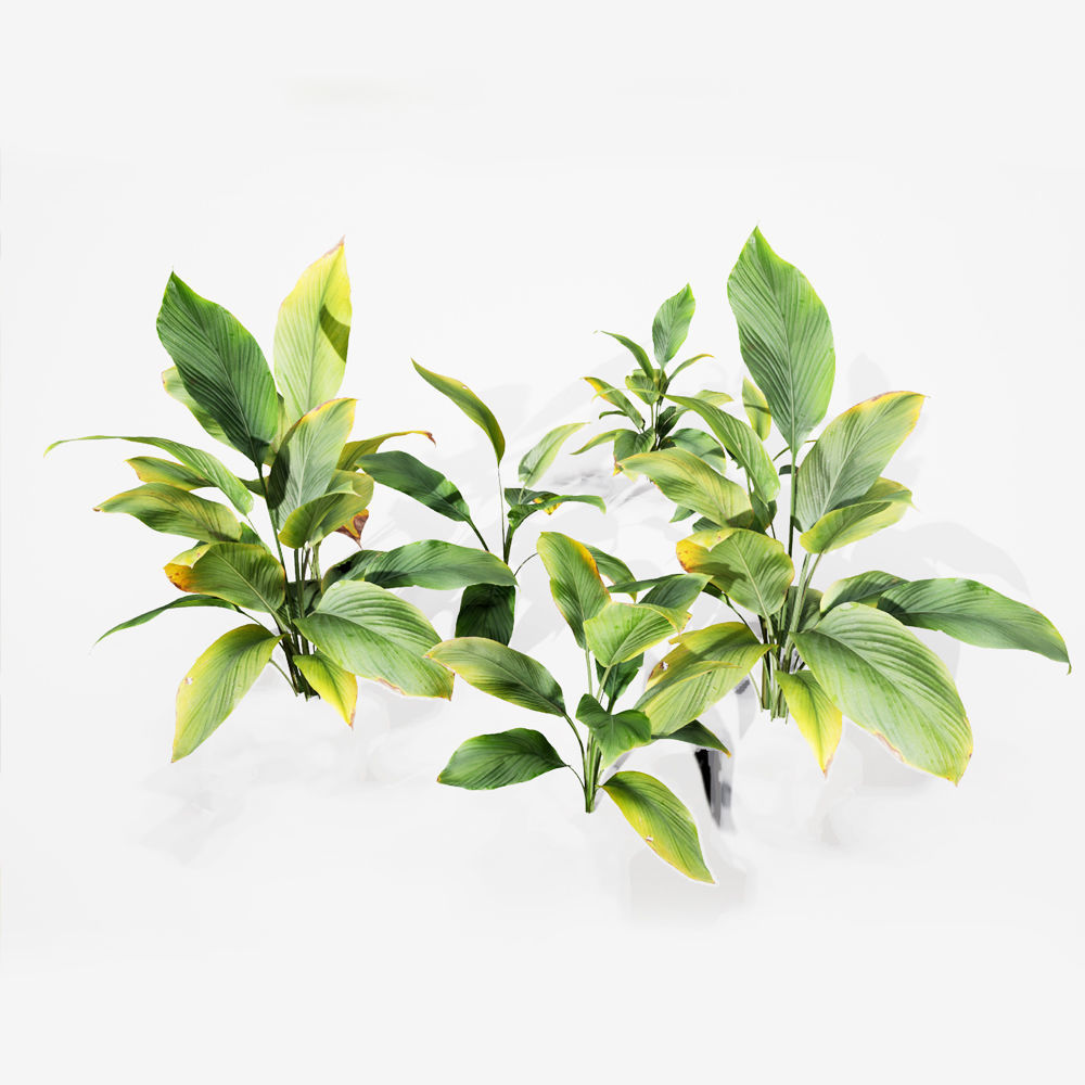 Realistic Plants 17 - UE4 Asset and FBX Files Low-poly 3D model_1