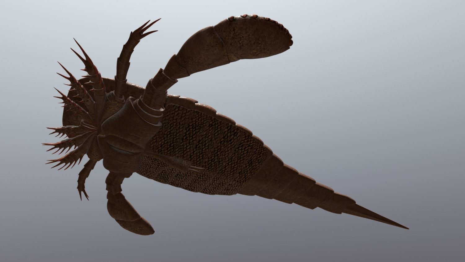 Eurypterus remipes 3D model_4