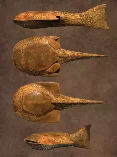 drepanaspis three different fish Low-poly 3D model