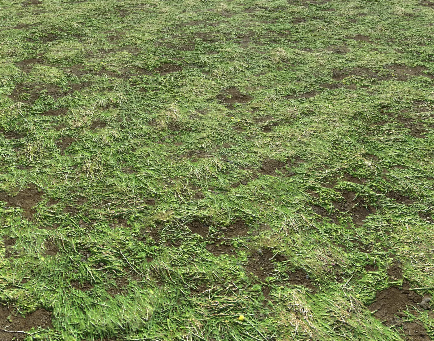 Soil and grass 3 Texture