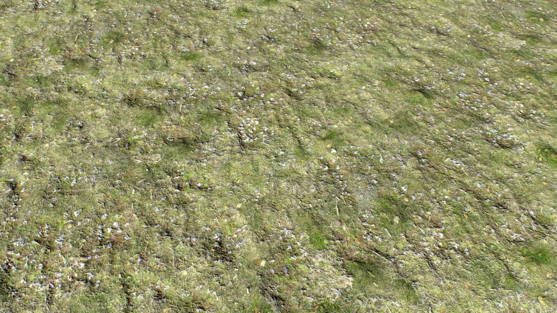 Dirty Grass Texture Set Texture_16